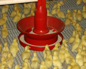 chicks with feeder