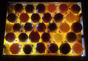 sureview-egg-candler